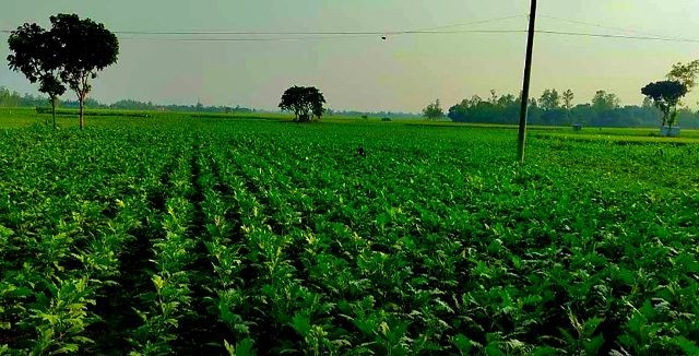 ইসলামপুরে ব্রহ্মপুত্র চরাঞ্চলে ক্রমেই বেড়ে উঠছে কৃষকের টাকার গাছ