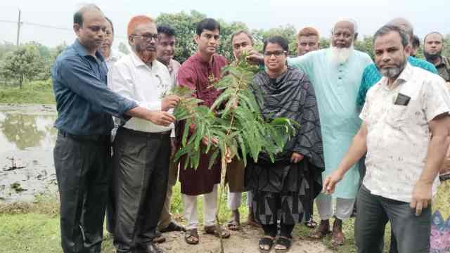 সাপাহারে বৃক্ষরোপণ কর্মসূচি অনুষ্ঠিত