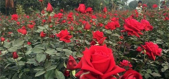 সাভার বিরুলিয়াতে ছিল গোলাপের রাজ্য,আজ সেই উর্বর জমিতে অপরিকল্পিত নগরায়নের আগ্রাসন