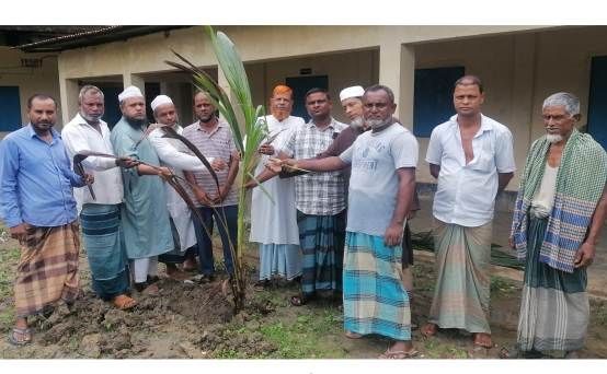 ছাতকে মাদ্রাসায় নারিকেল গাছের চারা রোপন