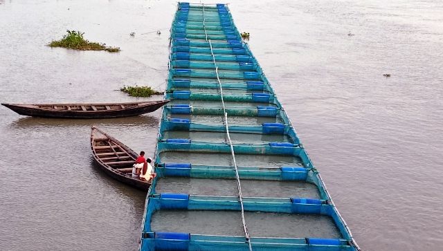 খাঁচায় মাছ চাষ, ভাগ্য ফিরছে ভোলার চাষীদের