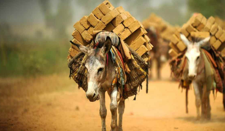 আজ বিশ্ব গাধা দিবস