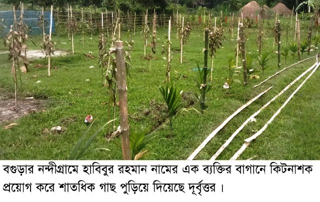 নন্দীগ্রামে দূর্বৃত্তের দেয়া কিটনাশকে পুড়ে গেল শতাধিক গাছ