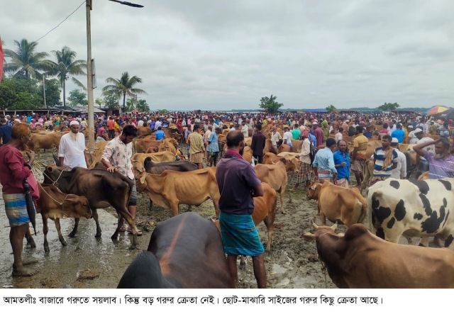 আমতলীর বাজারে গরু বেশী, ক্রেতা কম। বড় গরুর ক্রেতা নেই