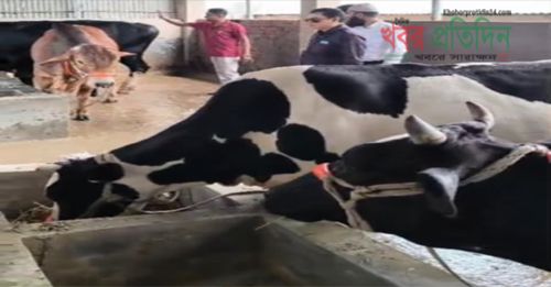 কোরবানির ঈদ সামনে রেখে পশু পরিচর্যায় ব্যস্ত, জামালগঞ্জের আব্রাম এন্ড আবির ডেইরি ফার্মের