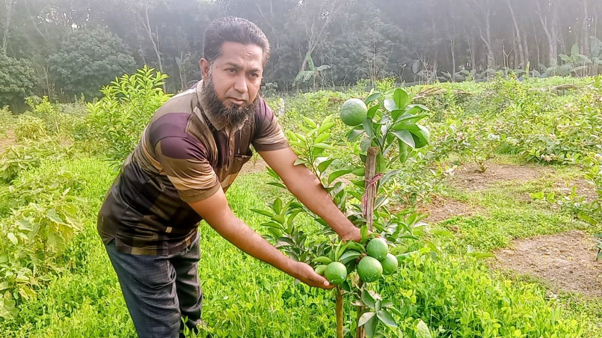 বস চায়না-৩ লেবু চাষে সফলতা