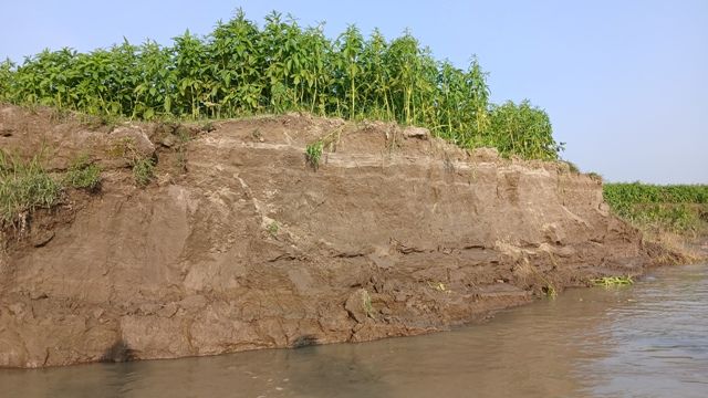 টাঙ্গাইলে যমুনার ভাঙ্গনে শঙ্কায় ৫শতাধিক পরিবার