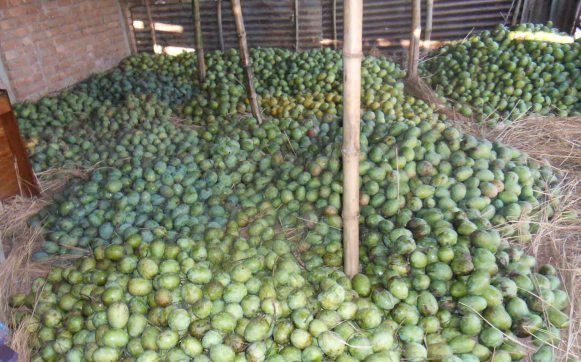 ৯শ কৌটি টাকার আমের ব্যবসা হবে পোরশায়