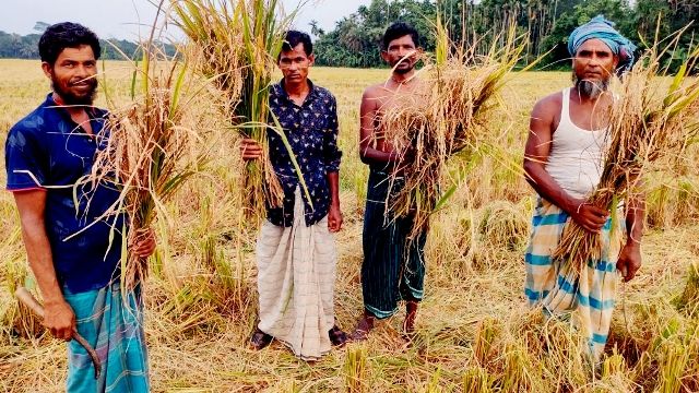 নকল হাইব্রিড ধানে ভোলায় কৃষকের স্বপ্ন ভঙ্গ