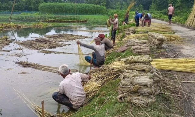 দাম না পেলে পাট চাষে আগ্রহ হারাবে চাষিরা