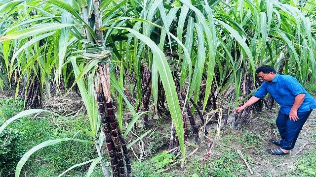 ঠাকুরগাঁওয়ে চাষ হচ্ছে অস্ট্রেলিয়া ও ফিলিপাইন জাতের আখ