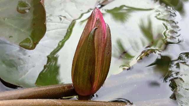ইসির প্রতীক তালিকায় যুক্ত হলো ‘শাপলা কলি’