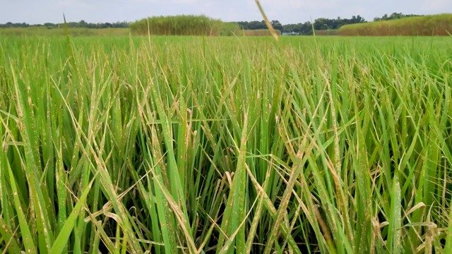 গাংনীর পল্লীতে দুর্বৃত্তর দেয়া আগাছানাশকে পুড়লো কৃষকের স্বপ্ন