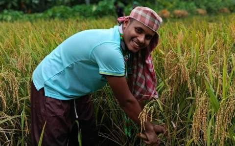 বৃষ্টিতে ডুবে যাওয়া ধান কাটায় কৃষকদের পাশে স্কাউট সদস্যরা