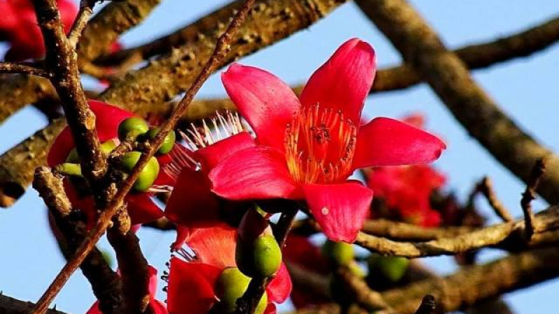 আত্রাইয়ে বিলুপ্তপ্রায় বসন্তের রুপকন্যা শিমুল