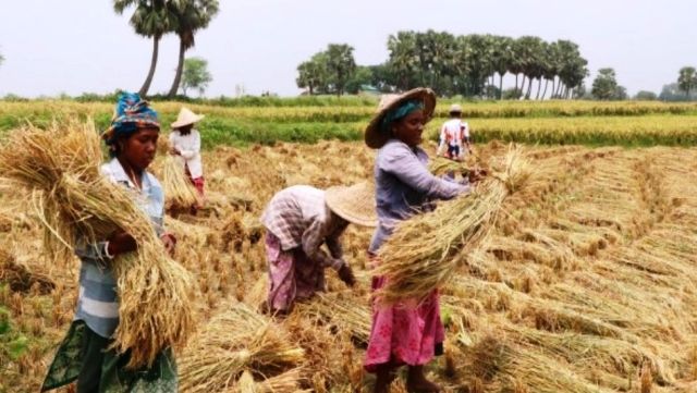 ধানে লোকসান খড় শুকাতে মড়িয়া বোরো চাষীরা