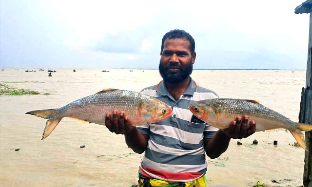 ভোলার মেঘনায় ধরা পড়ল রাজা ইলিশ