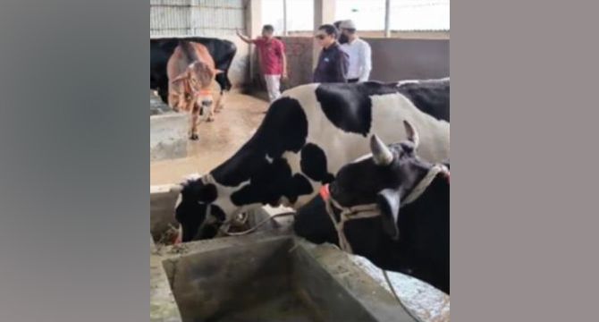 কোরবানির ঈদ সামনে রেখে পশু পরিচর্যায় ব্যস্ত: বাদশা আলী