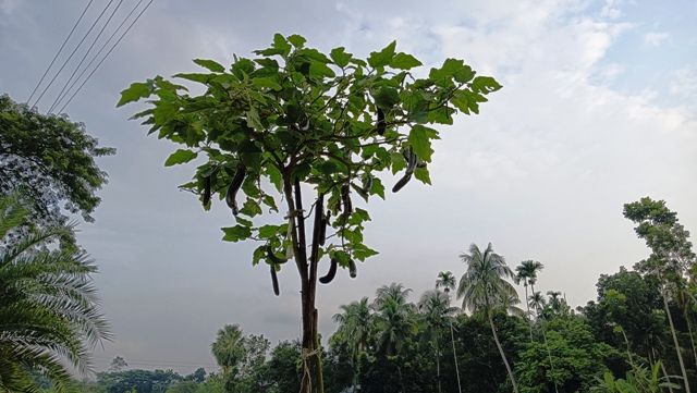 তালায় ১২ ফুট লম্বা বেগুন গাছ, দেখতে মানুষের ভিড়