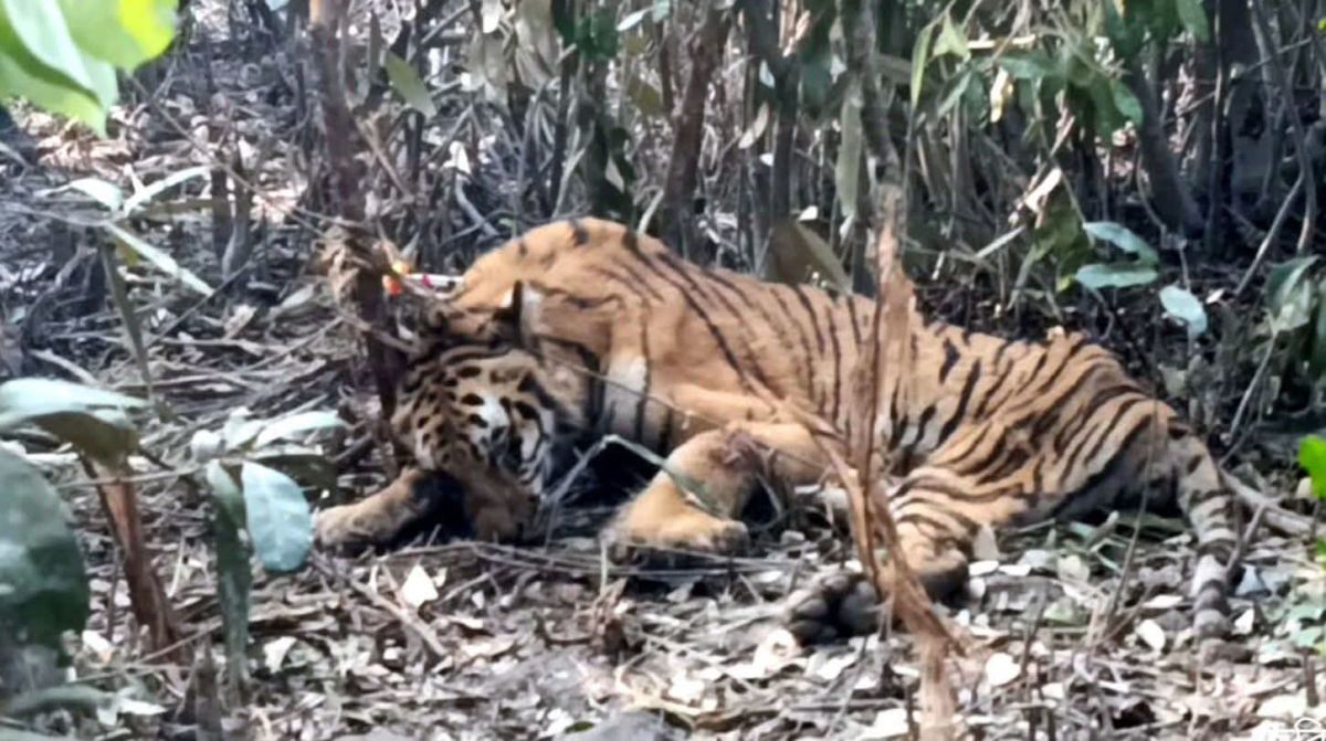 সুন্দরবনে হরিণ শিকারিদের ফাঁদে আটকে পড়া বাঘটি উদ্ধার খুলনায় চিকিৎসা শুরু হয়েছে