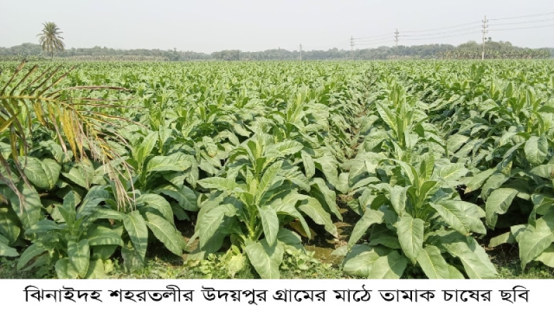 ফসলের ন্যায্য মূল্য না পেয়ে তামাক চাষে ঝুঁকছেন ঝিনাইদহের কৃষকগণ
