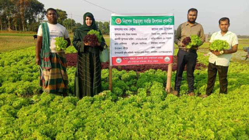 মাগুরার শ্রীপুরে প্রথম লেটুস চাষে সফলতা