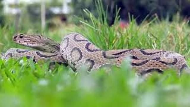 তানোরে রাসেল ভাইপার সাপের কামড়ে কৃষকের মৃত্যু