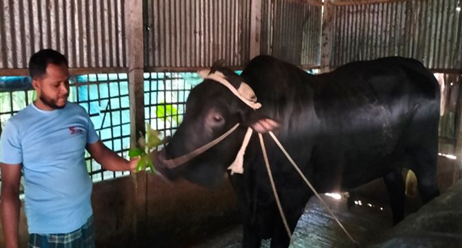 কুড়িগ্রামে কালাচাঁনের দাম হাঁকা হচ্ছে ১১ লাখ