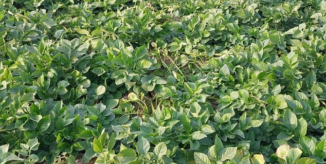 সার-বীজ-কীটনাশকের উচ্চ মূল্যে লোকসানে আলু চাষিরা