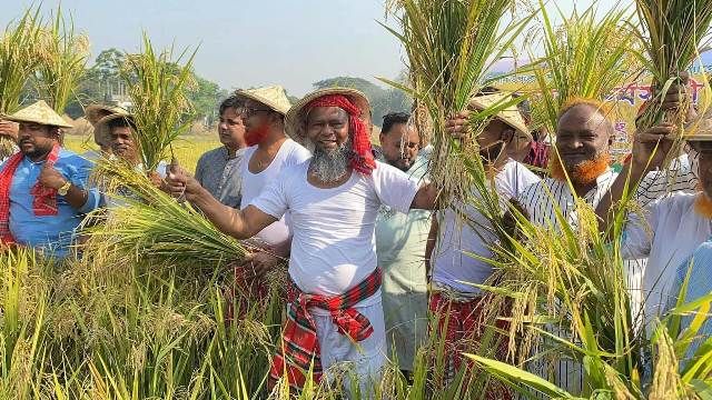সিরাজদিখানে কৃষকের ধান কাটলেন এমপি প্রার্থী শেখ আব্দুল্লাহ