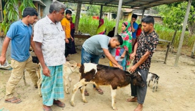 উত্তরাঞ্চলে ছড়িয়ে পড়ছে‘লাম্পি স্কিন ডিজিজ’: দিশেহারা খামারিরা