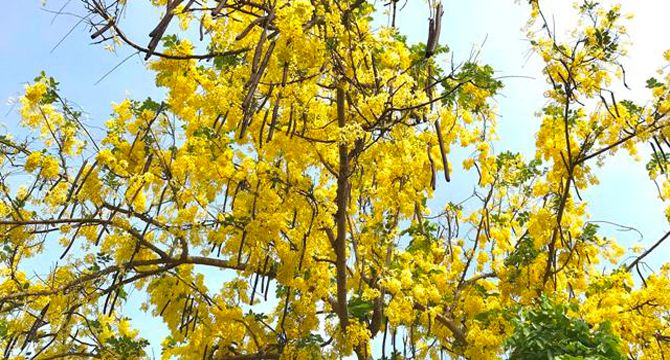 আত্রাইয়ে প্রকৃতিতে শোভা ছড়াচ্ছে সোনালু ফুল