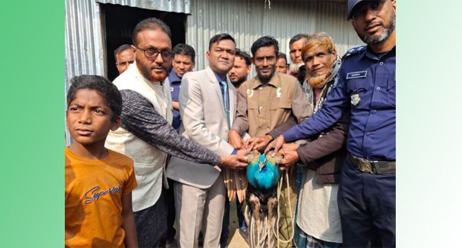 উলিপুরে বিরল প্রজাতির ময়ূর উদ্ধার করে বন বিভাগে হস্তান্তর