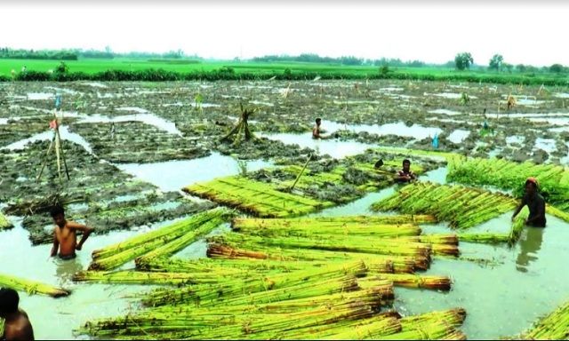 মেহেরপুরে সনাতন পদ্ধতিতে পাট জাগ