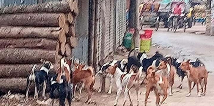 আশুলিয়াসহ বিভিন্ন এলাকায় বেওয়ারিশ কুকুরের আতঙ্কে পথচারীরা