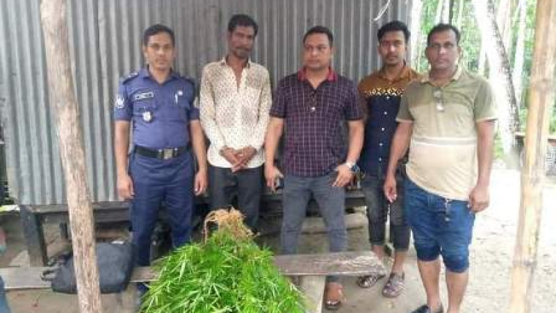 "বরিশাল হিজলা উপজেলায় গাঁজা গাছ সহ (১) যুবক আটক"